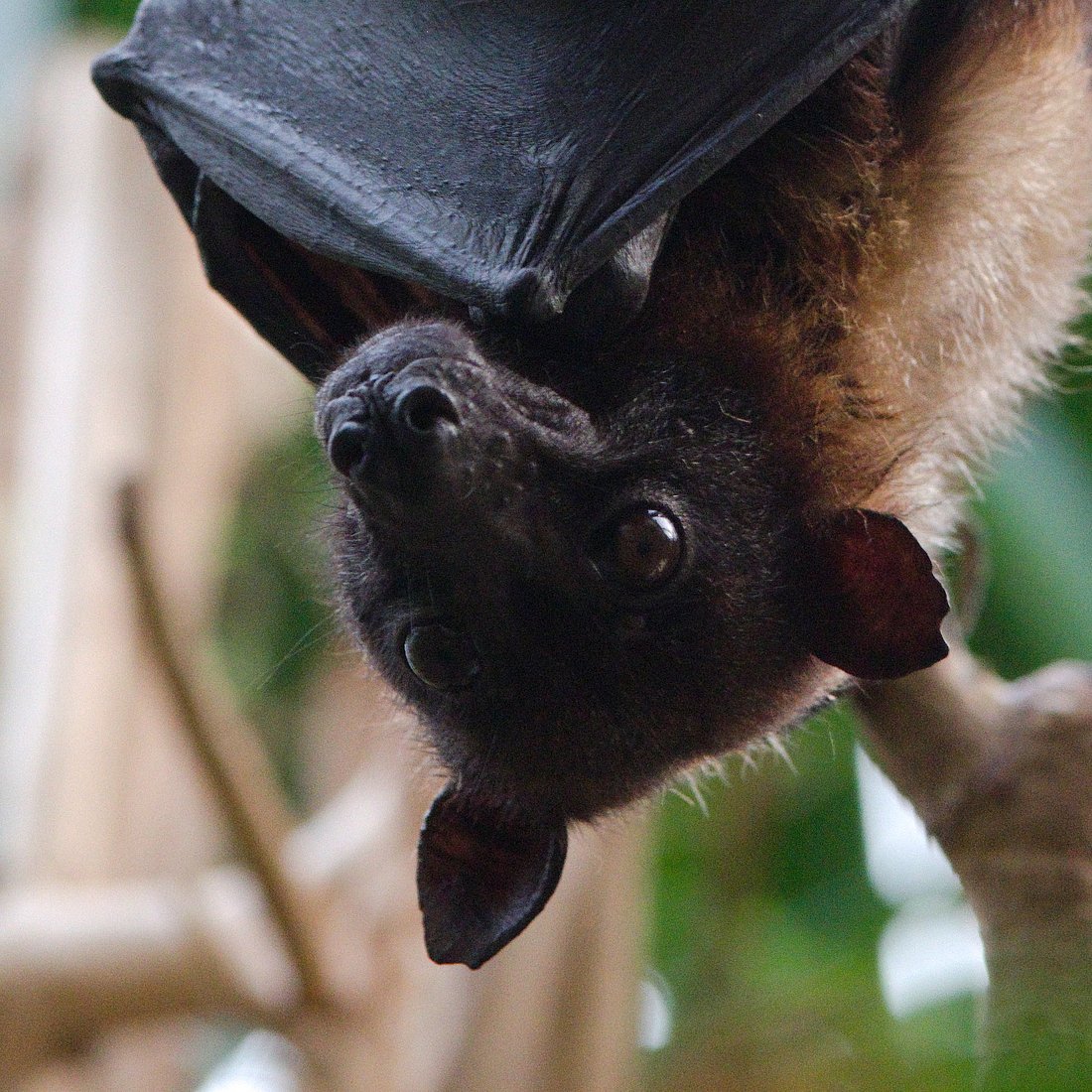 Flughund, auf ein ein Quantum starrend